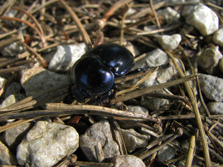 Carabus, ground beetle on stone