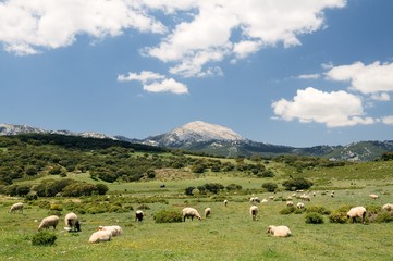 Fototapeta na wymiar Parque natural de la Sierra de Grazalema