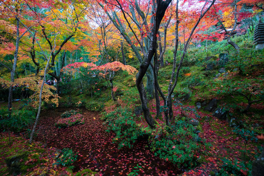 Joujakoji temple autumn scene,Kyoto,Japan