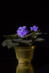Fototapeta na wymiar blue flower in a pot on a dark background with reflection