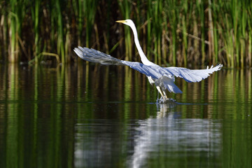 Silberreiher beim Abflug