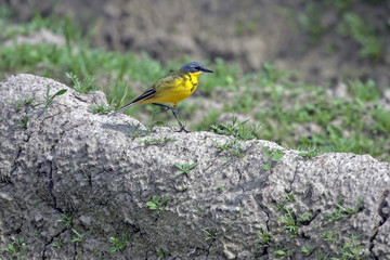 Wagtail walking on the ground. Western yellow wagtail (Motacilla flava).