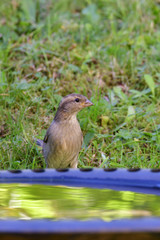 Haussperling an der Vogeltränke