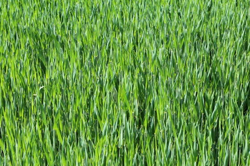 Gras Panorama