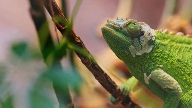 Green chameleon climbing up tree