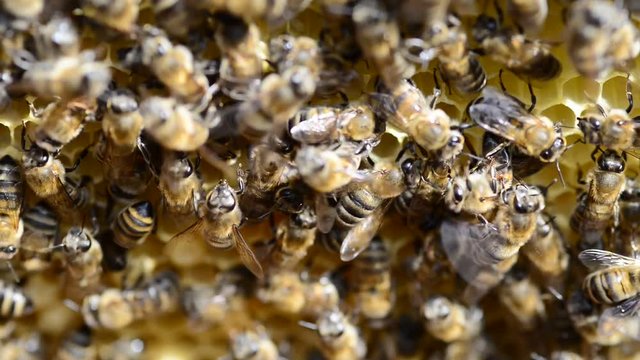 Hive care is very important for healty bees.