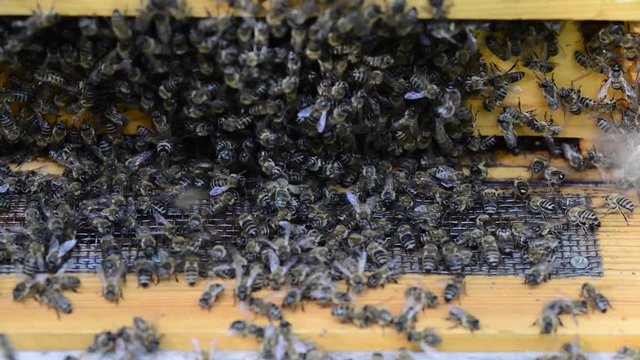 Hive care is very important for healty bees.