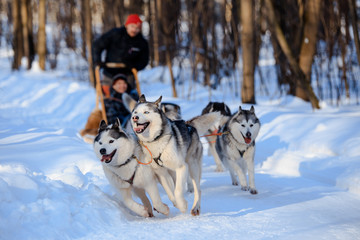 Husky dogs are pulling sledge  at winter forest in Russian forest