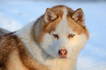 Portrait of the Siberian Husky dog brown colour with blue eyes in winter