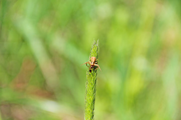 spider caught ant macro shot