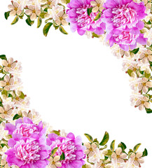 Flowering branch of apple isolated on a white background. Spring