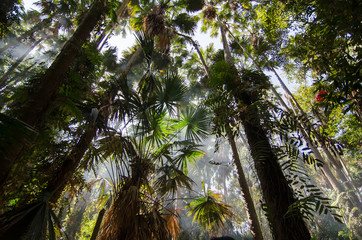 Palm trees decorate in forest.