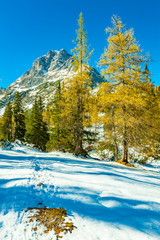 view of larch forest in ehrwald