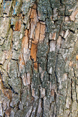 Tree bark texture. Wood background