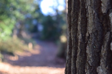 Obraz premium Forest