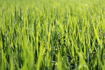 Texture of wood background closeup
