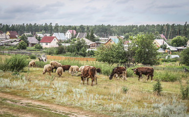 Cows and sheep grazing in the village