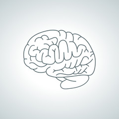 human brain, cerveau humain