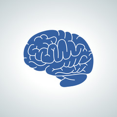 human brain, cerveau humain