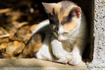 Lovely gesture of young cat with soft focus tone