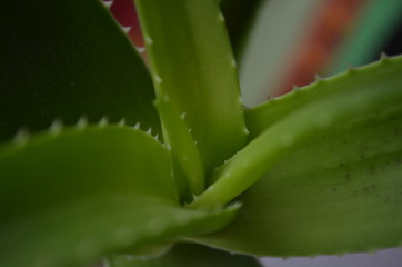 aloe