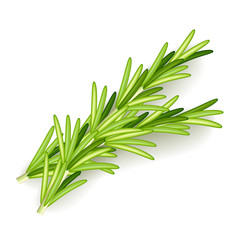 Fototapeta premium Rosemary isolated on white vector