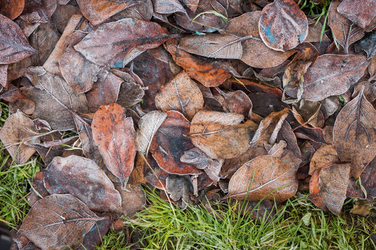 Fallen and frozen kaki tree leaves during winter season