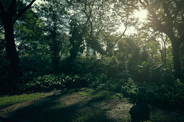 The forest and sunset in park