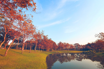 The landscapse tree and sunset in park