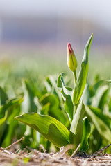 Obraz na płótnie Canvas an tulip field