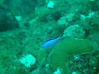 Buceo en Parque tairona, peces