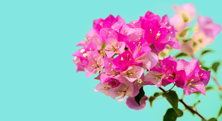 Bougainvillea is a genus of thorny ornamental vines, Nature, and trees with flower-like spring leaves near its flowers.