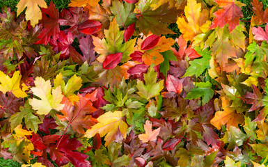 Autum colours 