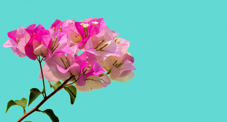 Fototapeta premium Bougainvillea is a genus of thorny ornamental vines, Nature, and trees with flower-like spring leaves near its flowers.