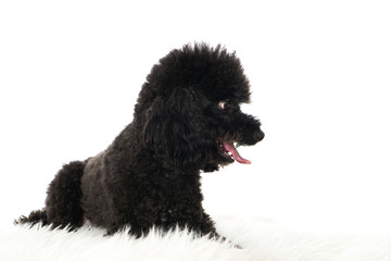 Schwarzer Zwergpudel