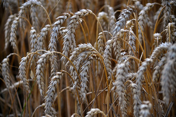 Fototapeta premium &nbsp; Full grain ripe wheat ears close range in the field