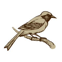 Bird. Vector drawing