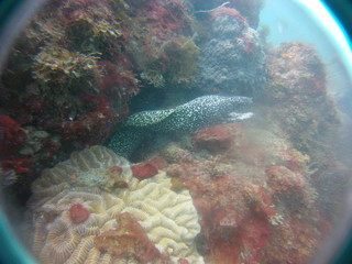 Buceo en Parque tairona, peces
