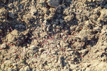 Sowing of maize out of hand