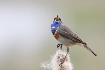 Bluethroat (Luscinia svecica) sitting in reed, The Netherlands