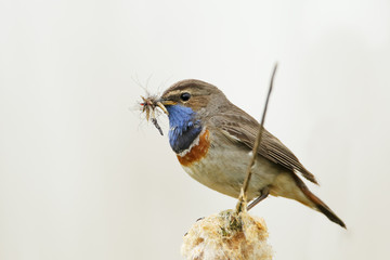 Bluethroat (Luscinia svecica) sitting in reed, The Netherlands