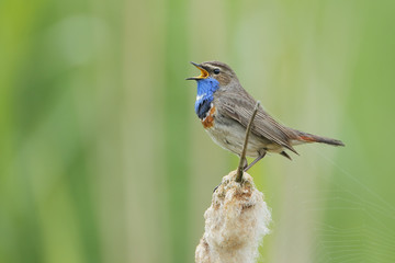 Bluethroat (Luscinia svecica) sitting in reed, The Netherlands