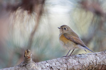 Red-flanked Bluetail (Tarsiger cyanurus) sitting on branch, Wassenaar, the Netherlands