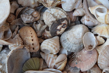 Sea Shells