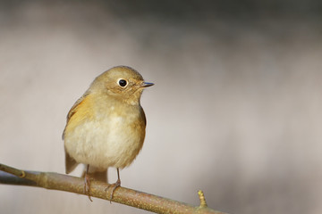 Red-flanked Bluetail (Tarsiger cyanurus) sitting on branch, Wassenaar, the Netherlands