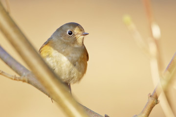 Red-flanked Bluetail (Tarsiger cyanurus) sitting on branch, Wassenaar, the Netherlands