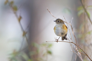 Red-flanked Bluetail (Tarsiger cyanurus) sitting on branch, Wassenaar, the Netherlands