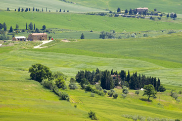 Obraz premium Tuscany - green typical landscape in spring time