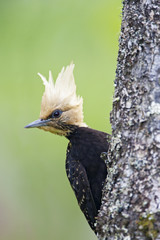 Blond-crested Woodpecker (Celeus flavescens) female sitting on tree in garden, Itanhaem, Brazil
