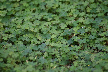 Obraz premium Clover patch
